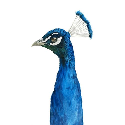 Popp, Grace 아티스트의 Peacock Portrait II 작품