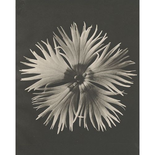 Blossfeldt, Karl 아티스트의 Blossfeldt Flower IV 작품
