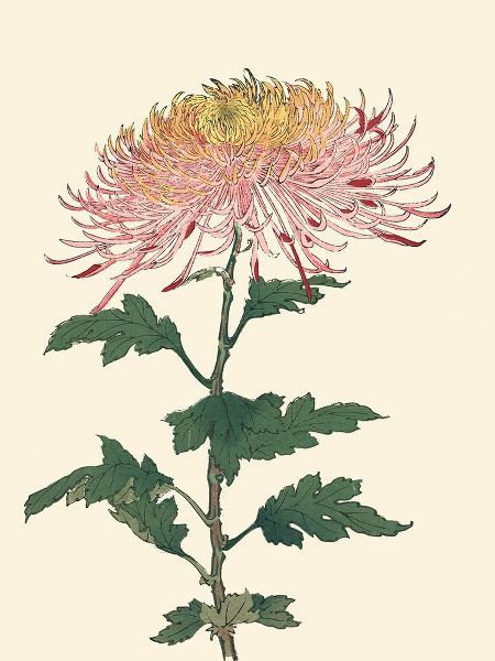 Unknown  아티스트의 Chrysanthemum Woodblock II 작품