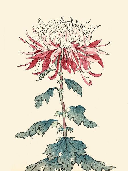 Unknown  아티스트의 Chrysanthemum Woodblock III 작품