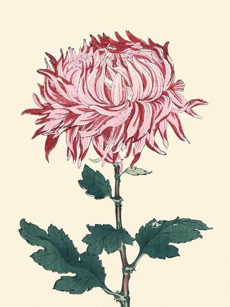 Unknown  아티스트의 Chrysanthemum Woodblock IV 작품