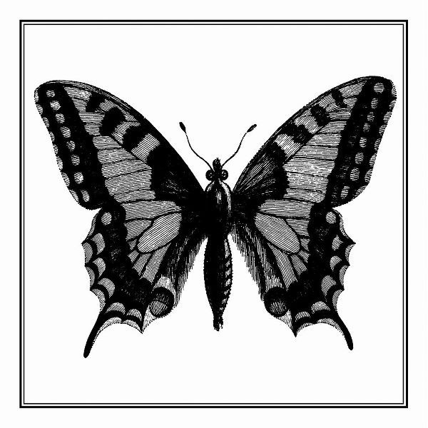 Vision Studio 아티스트의 Custom Classical Butterfly I작품입니다.