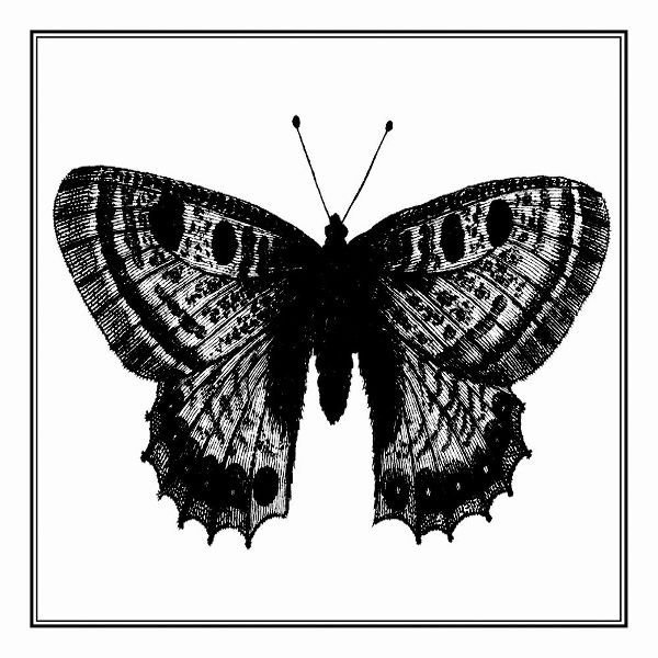 Vision Studio 아티스트의 Custom Classical Butterfly II작품입니다.
