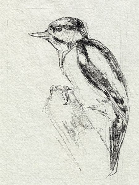 Parker, Jennifer Paxton 아티스트의 Woodpecker Sketch I 작품