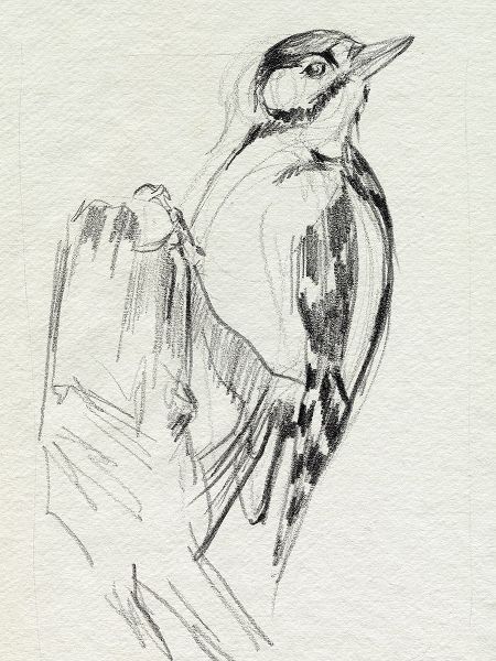 Parker, Jennifer Paxton 아티스트의 Woodpecker Sketch II 작품