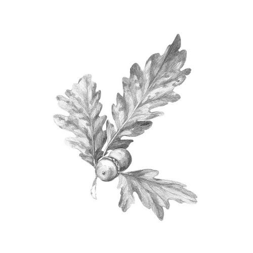 Oak Leaf Pencil Sketch I