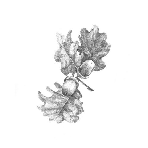 Caroline, Emma 아티스트의 Oak Leaf Pencil Sketch II 작품