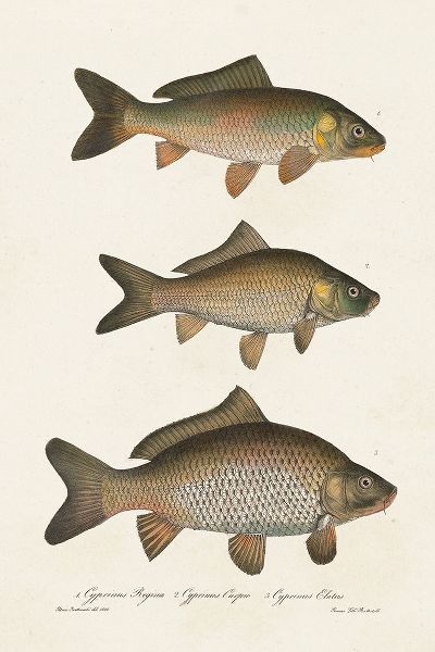 Unknown 아티스트의 Species of Antique Fish I 작품