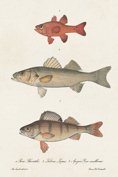 Unknown 아티스트의 Species of Antique Fish II 작품