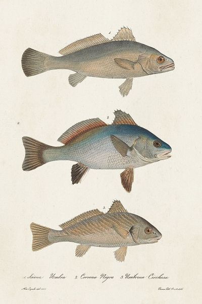 Unknown 아티스트의 Species of Antique Fish III 작품