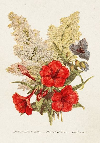 Unknown 아티스트의 Antique Floral Bouquet V 작품