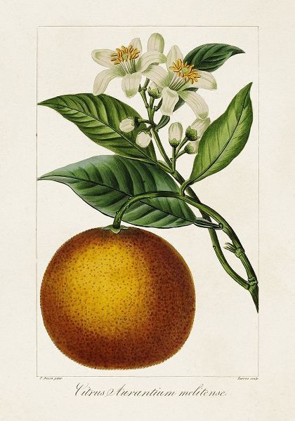 Bessa, Pancrace 아티스트의 Antique Citrus Fruit I 작품
