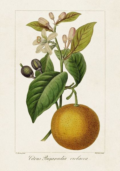 Bessa, Pancrace 아티스트의 Antique Citrus Fruit II 작품