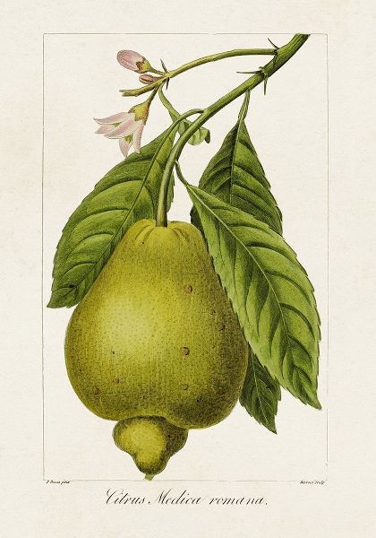 Bessa, Pancrace 아티스트의 Antique Citrus Fruit III 작품