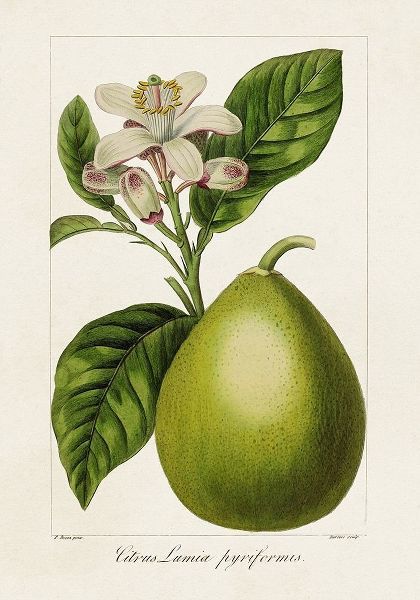 Bessa, Pancrace 아티스트의 Antique Citrus Fruit IV 작품
