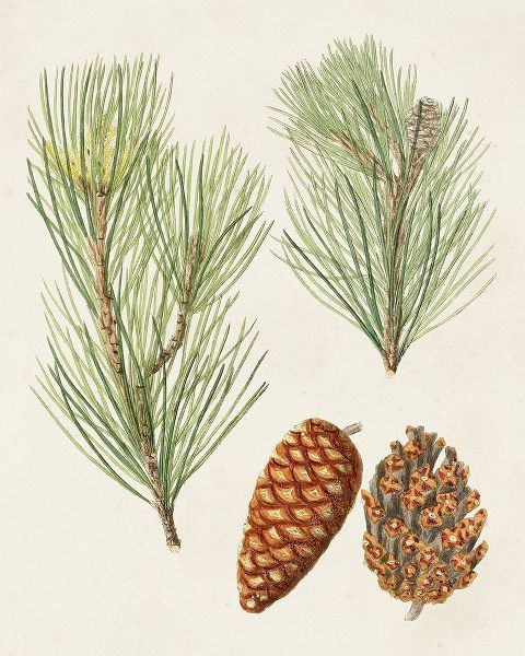 Unknown 아티스트의 Antique Pine Cones I 작품