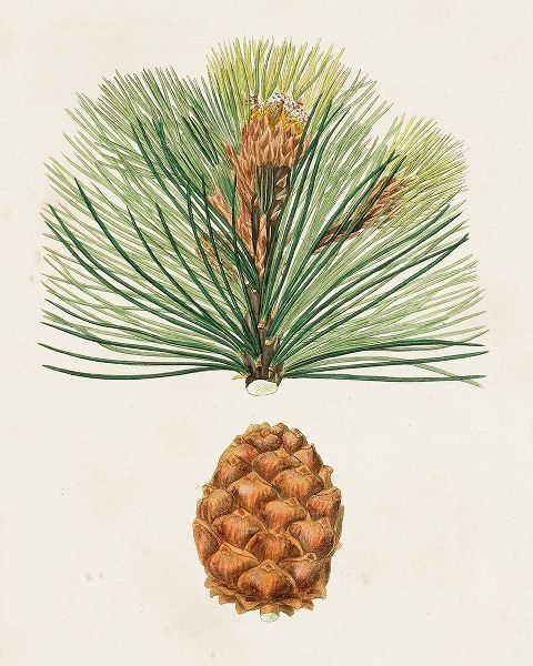 Unknown 아티스트의 Antique Pine Cones II 작품