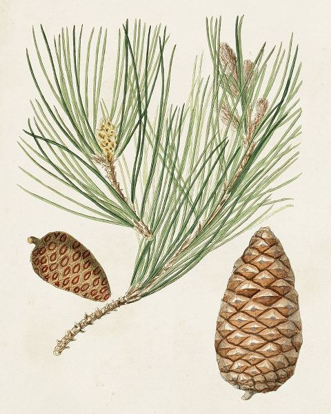 Unknown 아티스트의 Antique Pine Cones III 작품