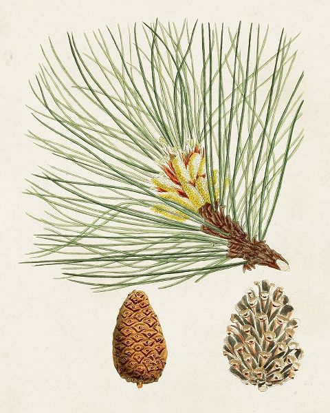 Unknown 아티스트의 Antique Pine Cones IV 작품
