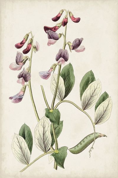 Ridgeway 아티스트의 Antique Botanical Collection I 작품