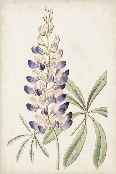 Ridgeway 아티스트의 Antique Botanical Collection II 작품