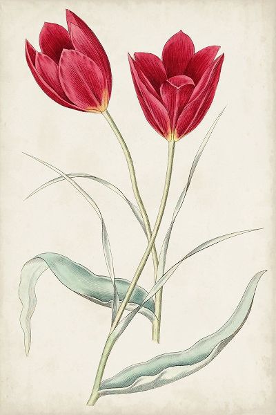 Ridgeway 아티스트의 Antique Botanical Collection III 작품