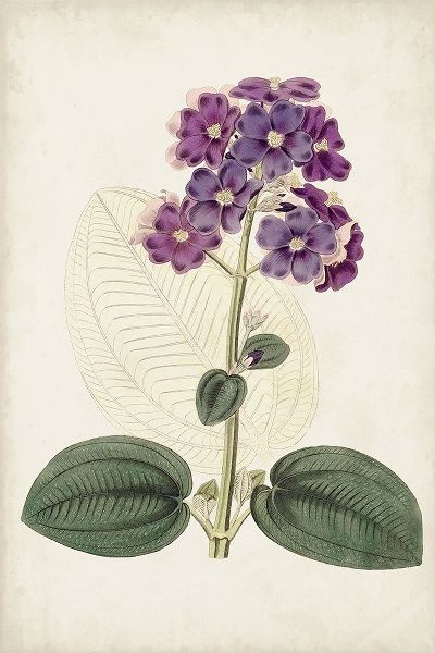 Ridgeway 아티스트의 Antique Botanical Collection V 작품
