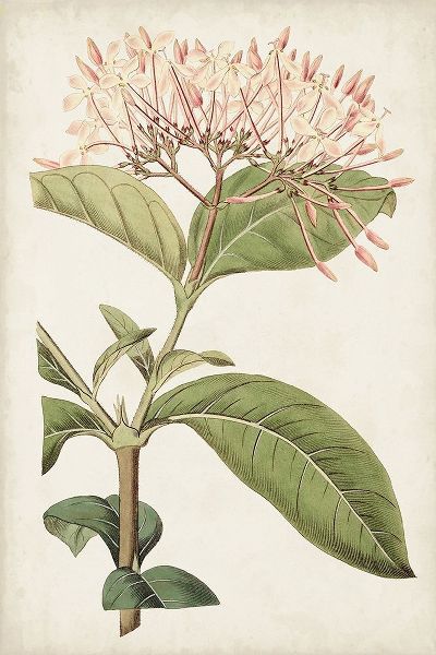 Ridgeway 아티스트의 Antique Botanical Collection VI 작품