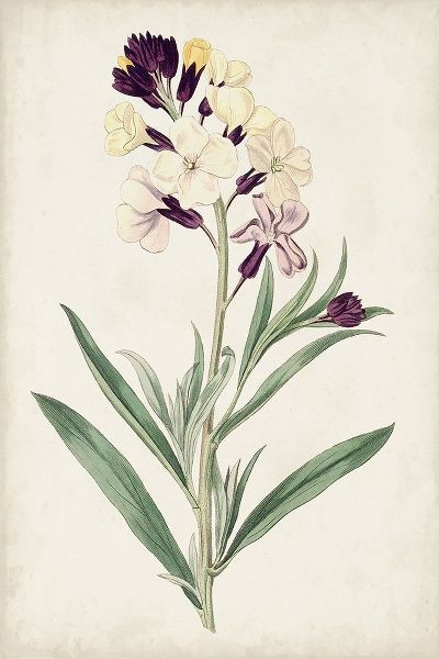 Ridgeway 아티스트의 Antique Botanical Collection VII 작품