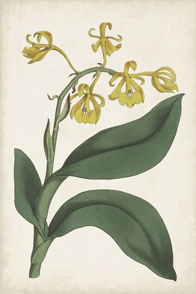 Ridgeway 아티스트의 Antique Botanical Collection X 작품