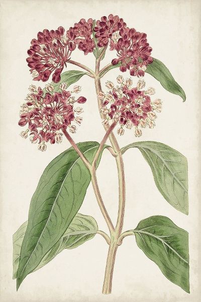 Ridgeway 아티스트의 Antique Botanical Collection XI 작품