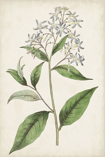Ridgeway 아티스트의 Antique Botanical Collection XII 작품