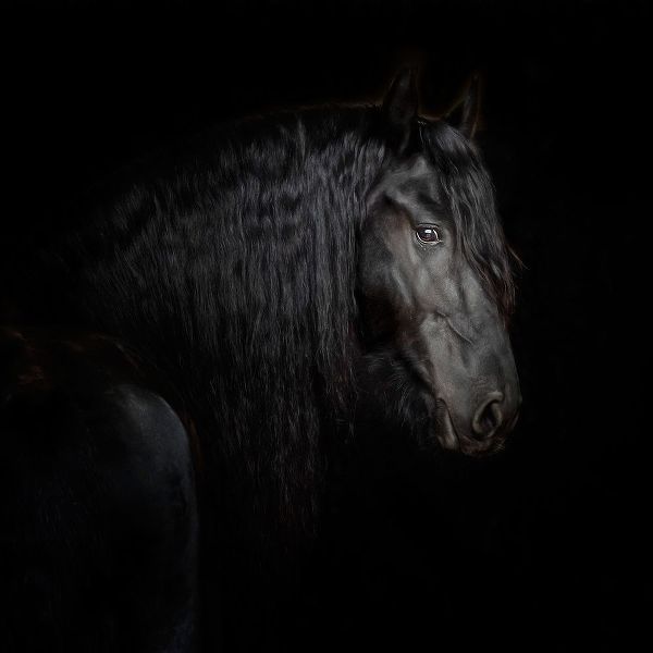 PHBurchett 아티스트의 Equine Portrait X 작품