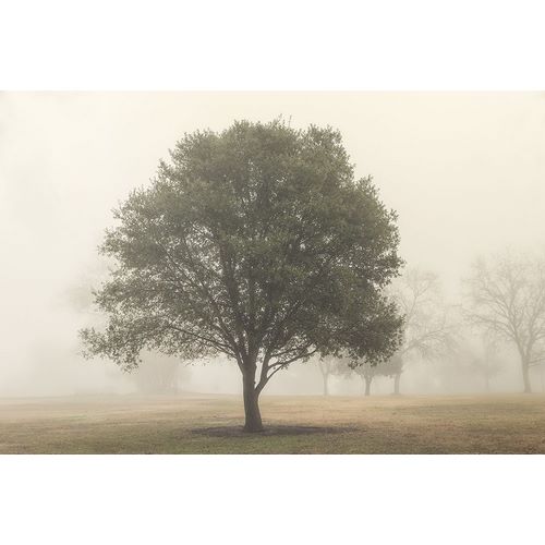 Poinski, Dianne 아티스트의 Trees in the Fog I 작품