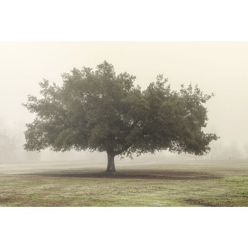 Poinski, Dianne 아티스트의 Trees in the Fog II 작품