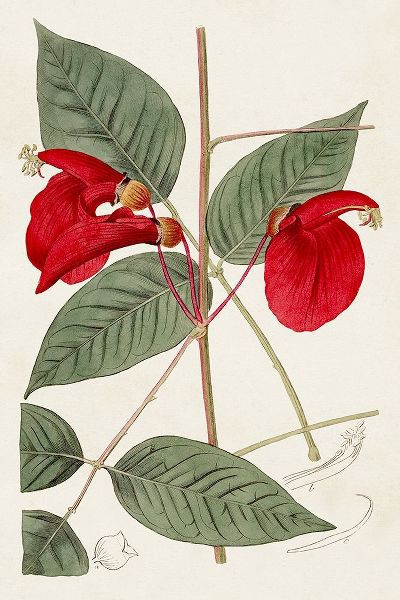 Unknown  아티스트의 Flora of the Tropics II 작품