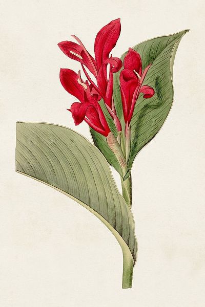 Unknown  아티스트의 Flora of the Tropics IV 작품