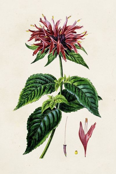 Bessa, Pancrace 아티스트의 Antique Floral Folio I 작품