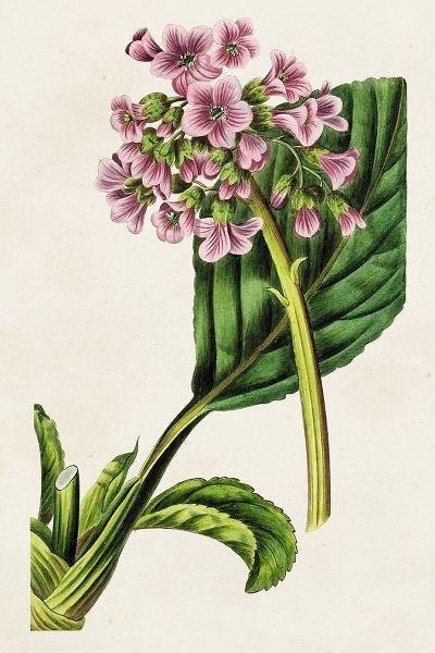 Bessa, Pancrace 아티스트의 Antique Floral Folio III 작품