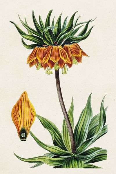 Bessa, Pancrace 아티스트의 Antique Floral Folio VII 작품