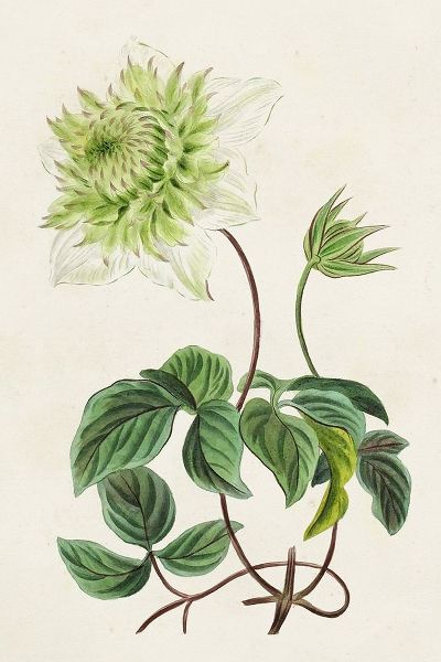 Bessa, Pancrace 아티스트의 Antique Floral Folio VIII 작품