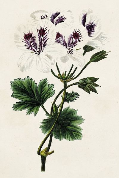 Bessa, Pancrace 아티스트의 Antique Floral Folio IX 작품
