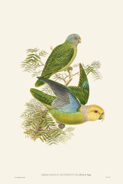 Gould, John 아티스트의 Lime And Cerulean Parrots I 작품