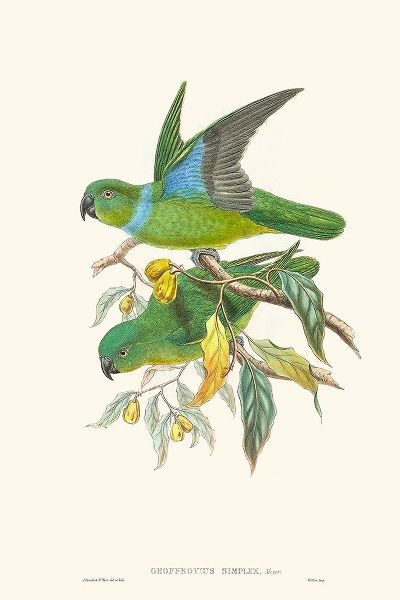 Gould, John 아티스트의 Lime And Cerulean Parrots II 작품