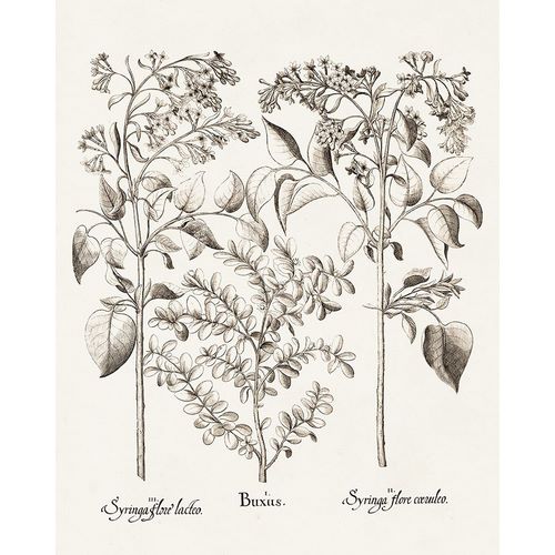 Besler, Basilius 아티스트의 Sepia Besler Botanicals I 작품