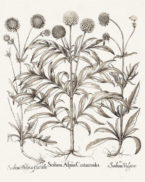 Besler, Basilius 아티스트의 Sepia Besler Botanicals IV 작품