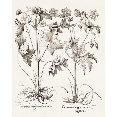 Besler, Basilius 아티스트의 Sepia Besler Botanicals V 작품