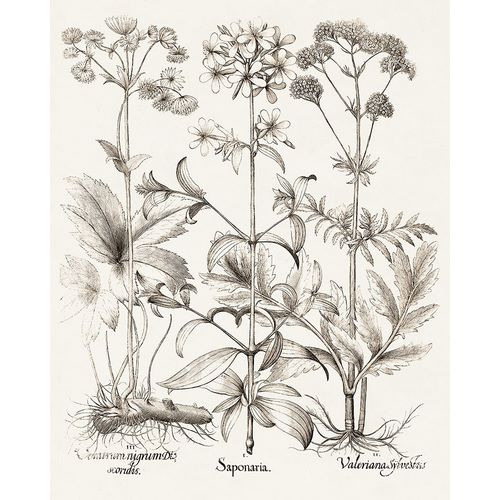 Besler, Basilius 아티스트의 Sepia Besler Botanicals VII 작품