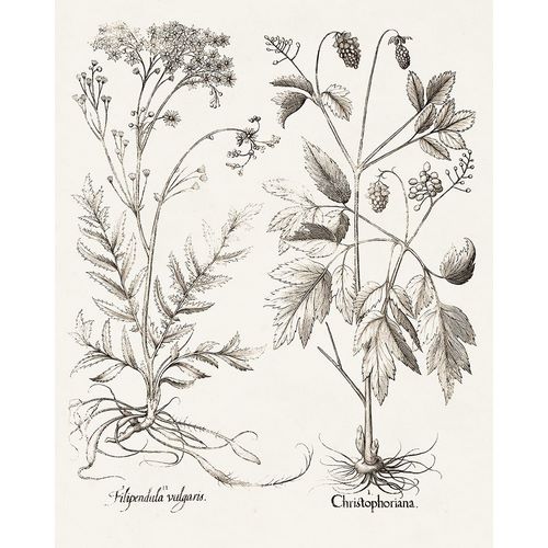Besler, Basilius 아티스트의 Sepia Besler Botanicals VIII 작품