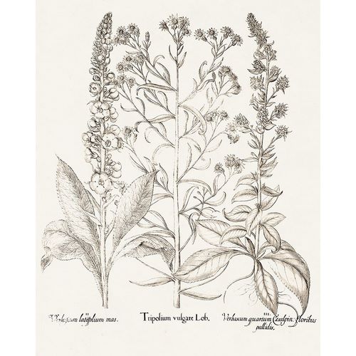 Besler, Basilius 아티스트의 Sepia Besler Botanicals IX 작품